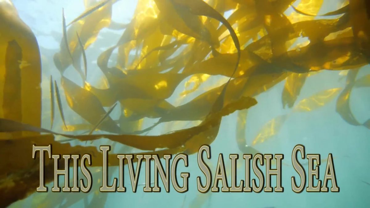 This Living Salish Sea (preview)
