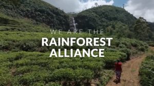 We Are the Rainforest Alliance