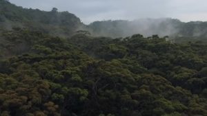 Nosotros somos Rainforest Alliance (Subtítulos en Español)
