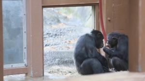Chimpanzee Jambo looking for a match this Valentine’s Day