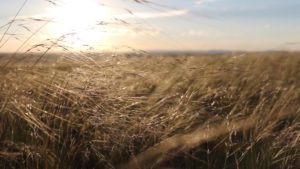 Climate Change: Biodiversity on the Prairie