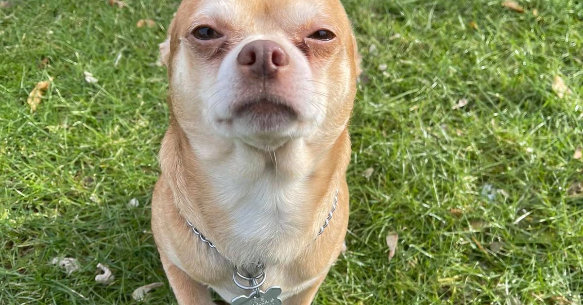 This Foster Chihuahua Hates Everyone And Everything And The Internet Is In Love