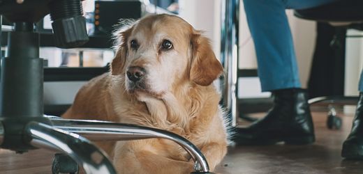 (hbm+)-tiere-am-arbeitsplatz:-darum-sollten-arbeitgeber-es-zulassen