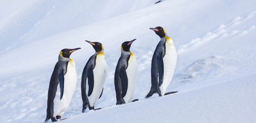 donald-trump:-steuer-fur-pinguine-–-die-absurditaten-des-zollstreits