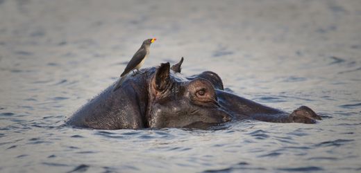 (hbm+)-hidden-champions-und-wie-sie-das-internationale-management-inspirieren