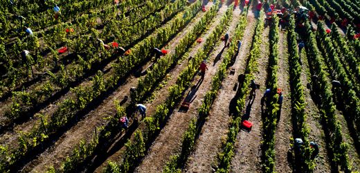 weinbau:-us-zolle-verscharfen-die-krise-deutscher-winzer