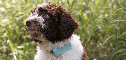 (m+)-mehr-als-eine-milliarde-euro-fur-tierhalsbander:-wie-die-firma-tractive-zum-einhorn-wurde