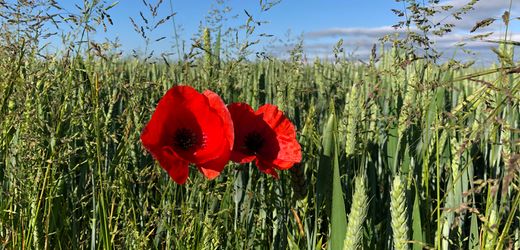 (m+)-landwirtschaft:-england-wird-zum-vorbild-fur-naturfreundliche-agrarpolitik