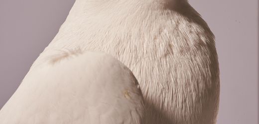 (m+)-alles-wieder-auf-aktien?-drei-lehren-aus-den-kriegswochen