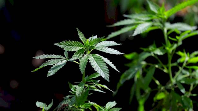 trump-reportedly-leaning-toward-reclassifying-marijuana-to-less-restricted-status-–-wbff