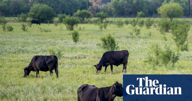 advocates-decry-trump’s-plan-to-open-24m-acres-of-federal-lands-to-cattle-grazing-–-the-guardian