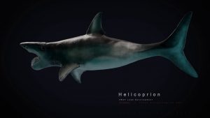 Helicoprion (loop back & forth)