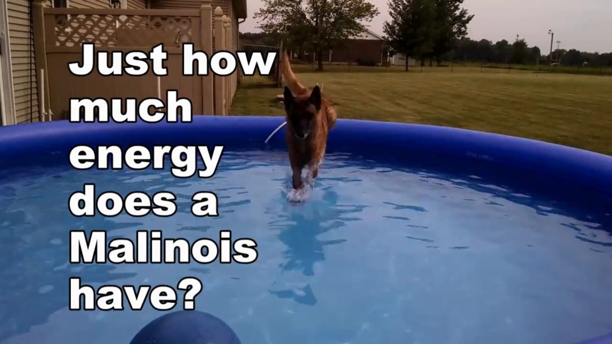 How much energy does a Malinois really have?