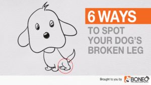 Six Ways to Spot Your Dog’s Broken Leg – Dog Broken Leg Symptoms