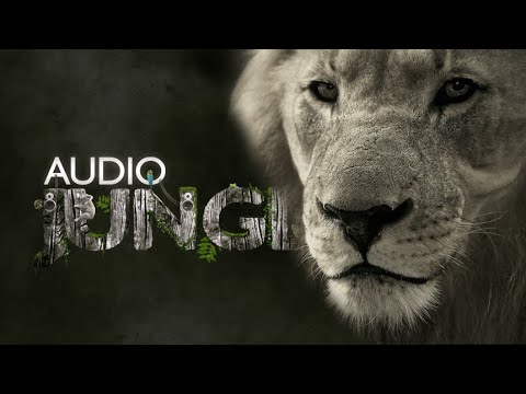 My First Item is Live on AudioJungle! Cat Meow! 🐱🙀😻