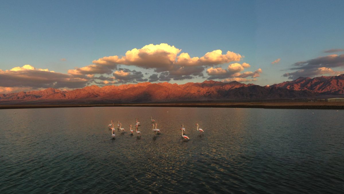 Migrating Birds in Israel – ציפורים נודדות בישראל
