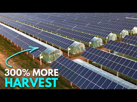 How Agri-Voltaics are Changing Agriculture | The Power of Solar Panels