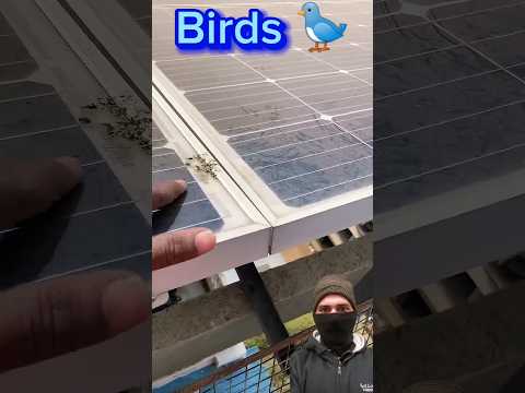 Solar panels Cleaning washing brush 👌  #solar #plants #trending #shorts