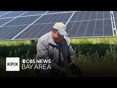 Solar panels on West Marin farm provide electricity and shade for grazing animals