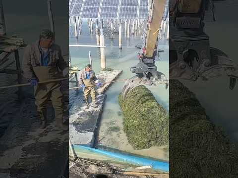 Cleaning algae from under ocean photovoltaic panels 🌱🧽⚡
