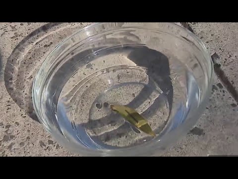 Science 4 Everyone: Cardinal directions and how their importance to solar panels | NBC4 Washington