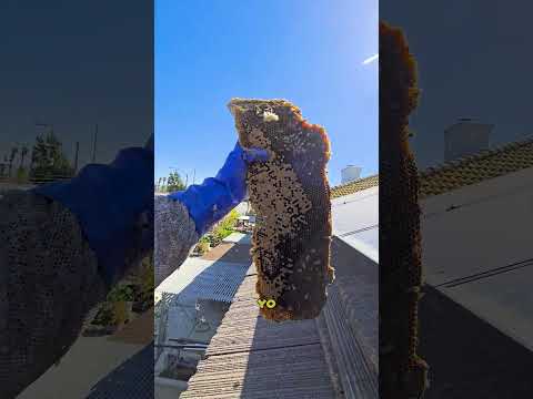 HUGE Honey Bee Colony DISCOVERED Under Solar Panels in Corona CA! | #bee #nature #shorts