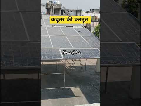 Solar Panels Bird Dropping #pigeon  #solarpanelcleaning