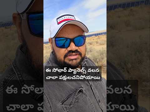 Birds died because of solar panels, they mistake it for water, exploring, driving, Wildlife