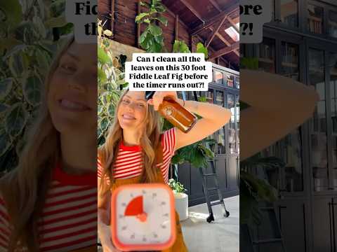 Fiddle Leaf Fig leaves are like solar panels! If they’re dirty, it’s harder to do their job. 💚