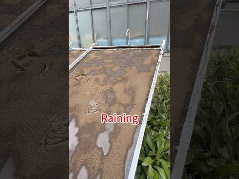 How do you clean solar panels?#solarpanel #solarsystem #cleaning