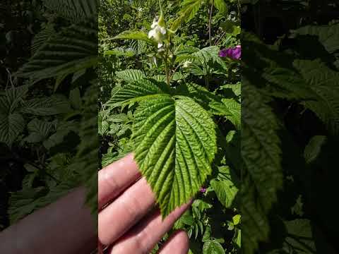 Natures Solar Panels