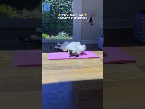 Solar cat charging in progress 🐈☀️#calicocat