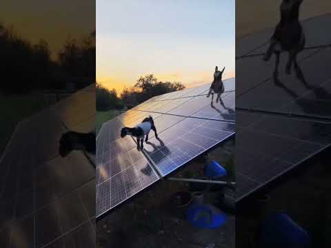 enjoy these 2 baby goats dancing to AC/DC on solar panels
