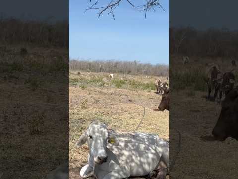 Bebederos con panel solar #shortsviral #vaca #pecuarista