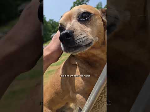 Minion helps unbox solar panels #narrowayhomestead #theoneandonlyminion #farmdog #helper