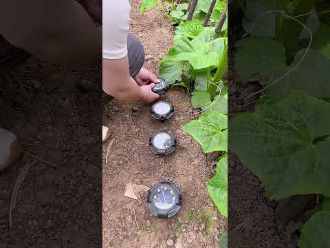 Color Your Nights with Solar-Powered Ground Lights