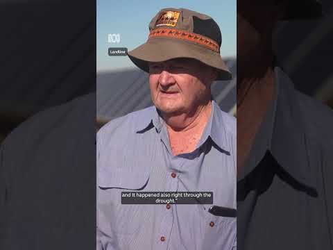 Farming sheep under 60,000 solar panels | Landline | ABC NEWS