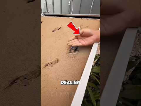 One Button And The Solar Panels Sparkle