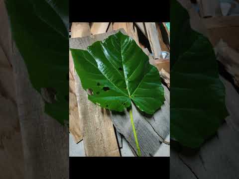 Paulownia Leafs Are Huge | Nature-based Solar Panels #paulownia #lumber #tree