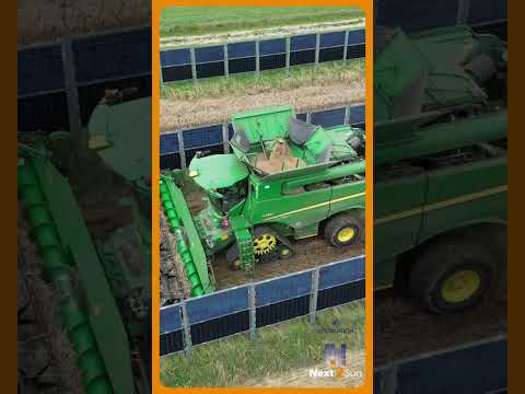 Vertikale Agri-PV Weizenernte  #Photovoltaik #Solarstrom #ErneuerbareEnergien  #AgriPV