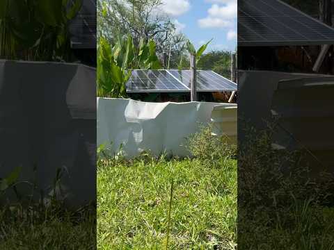 Paneles solares #shortsviral #vacas #pecuarista #agricultura