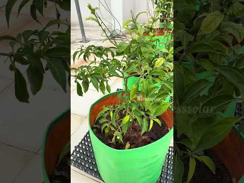 5kW On-Grid Rooftop Solar in Chennai | Vikram Solar Panels + Polycab Inverter | Topcon #solarenergy