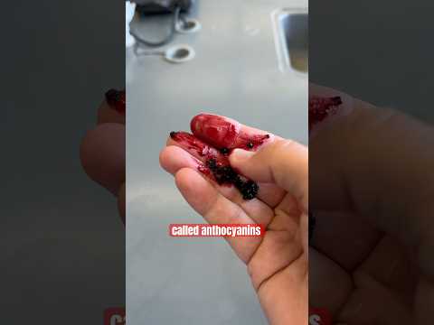 Making a Solar Cell with Raspberries