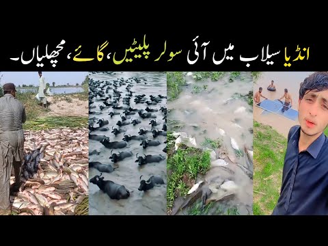 Selab ma india sa Pakistan any wali solar panels cows animals and wildlife//flood India to Pakistan