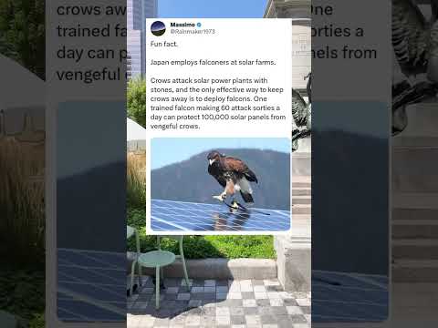 Japan Uses FALCONS to Protect Solar Panels?!