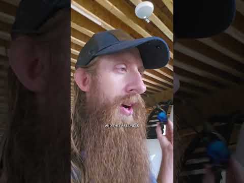 How are the new Santan solar panels performing? #narrowayhomestead #offgridlife #offgrid