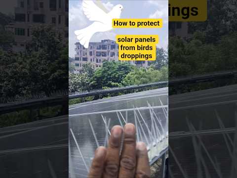 How to protect solar panels from birds#solarprotaction#new#views#shortvideo#update#electrical#birds