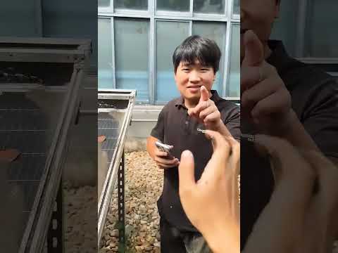 how to properly clean solar panels #solarrepair #solar #solarenergy #solartips #pvcleaning #solarcl