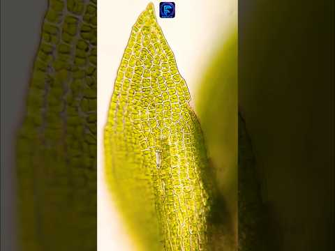 Chloroplast: Nature ka Real Solar Panel 🪴🌦️☀️ #facts #science #technology #biology #plants #nature