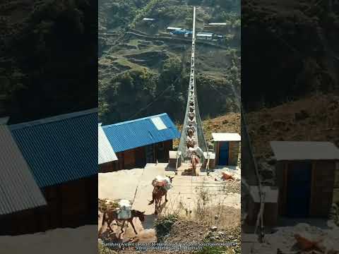 Satisfying Ancient Caravan: 50-Horse Team Transports Solar Panels Across 450m Iron Bridge